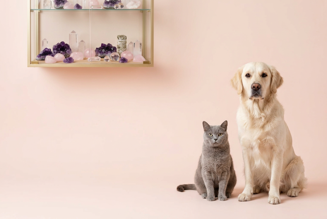 Cream-coloured dog and grey cat in a blush-pink room with crystals in a wall-mounted glass display cabinet.